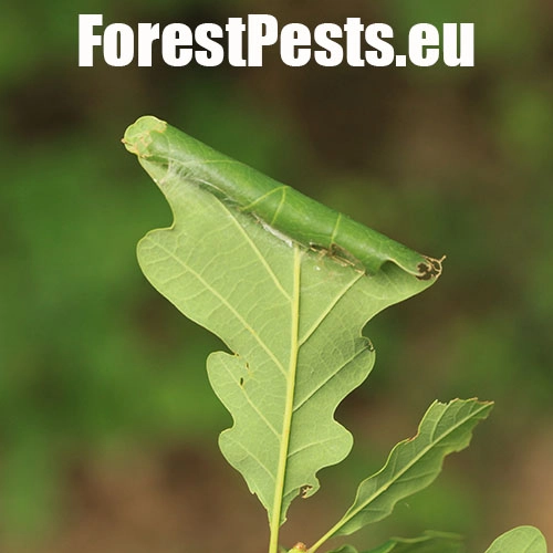 Obaľovač Archips xylosteana 