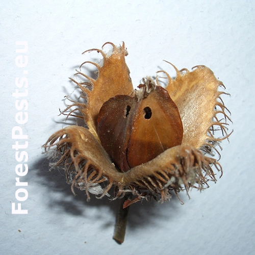 Obaľovač bukvicov&yacute;