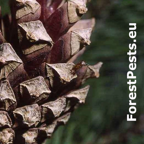 Obaľovač Cydia conicolana