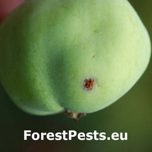 Obaľovač jablčn&yacute;