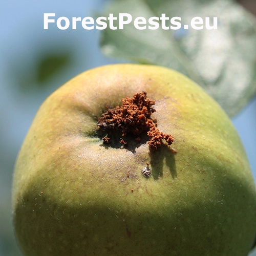 Obaľovač jablčn&yacute;