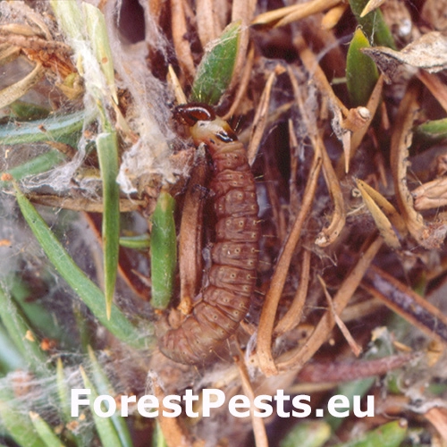 Obaľovač Lozotaeniodes cupressana