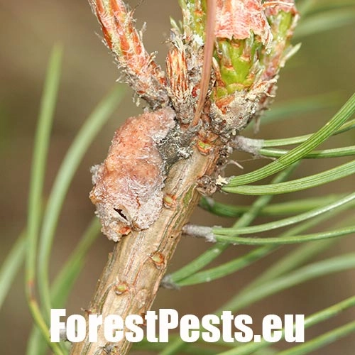 Obaľovač smolov&yacute;