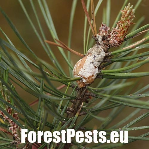 Obaľovač smolov&yacute;