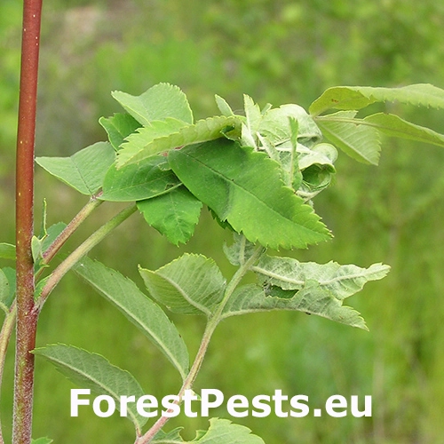 Obaľovač trnkov&yacute;