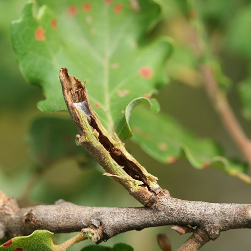 Obaľovač &uacute;hľadn&yacute;