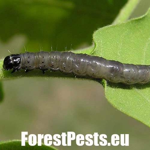 Obaľovač zelen&yacute;