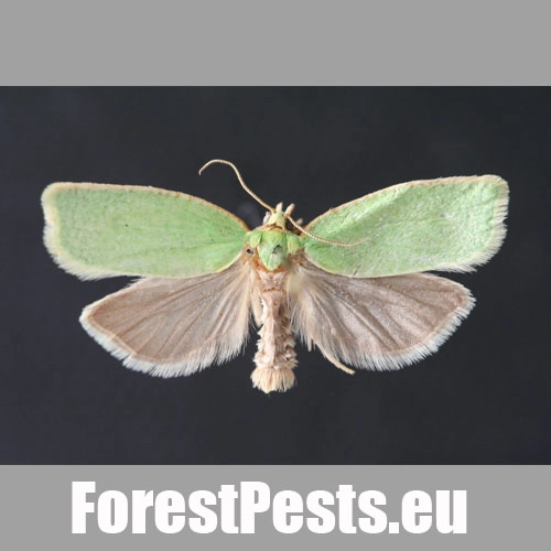 Obaľovač zelen&yacute;