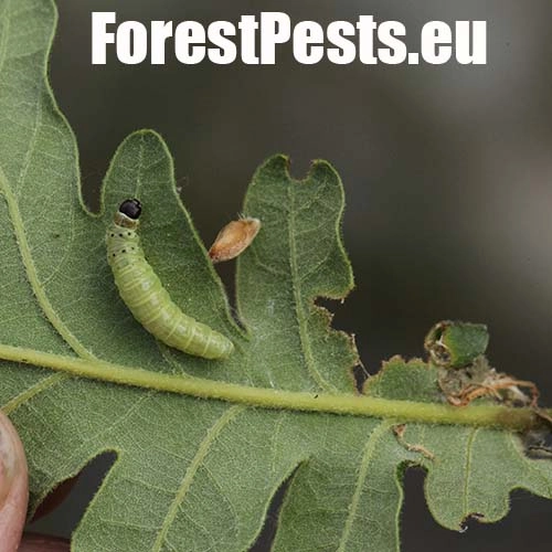 Obaľovač zelen&yacute;