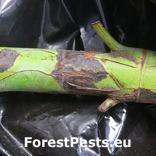 Odumieranie kmeňa Botryosphaeria dothidea