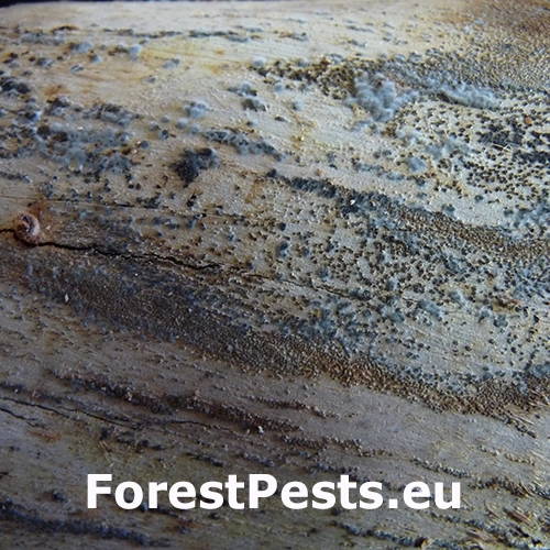 Odumieranie kmeňa Botryosphaeria dothidea