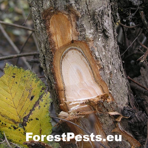 Ofiost&oacute;ma brestov&aacute;