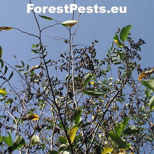 Ofiost&oacute;ma brestov&aacute;