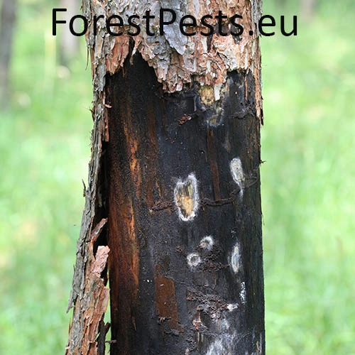 Ofiostoma smrekov&aacute;