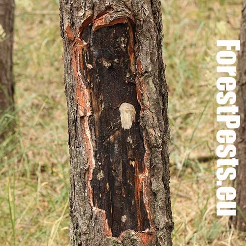 Ofiostoma smrekov&aacute;