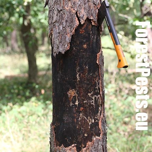 Ofiostoma smrekov&aacute;