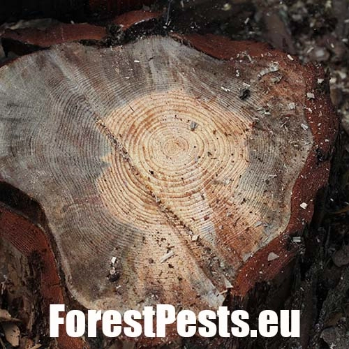 Ofiostoma smrekov&aacute;