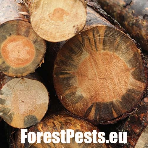 Ofiostoma smrekov&aacute;