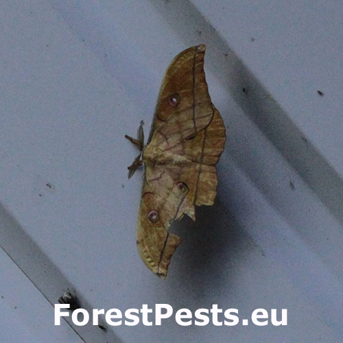 Ok&aacute;ň dubov&yacute;