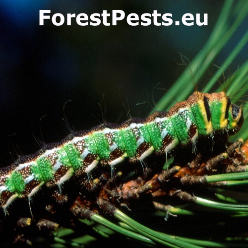 Ok&aacute;ň Graellsia isabellae