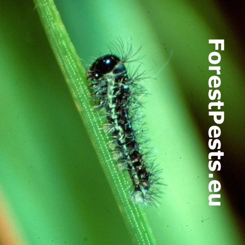 Ok&aacute;ň Graellsia isabellae