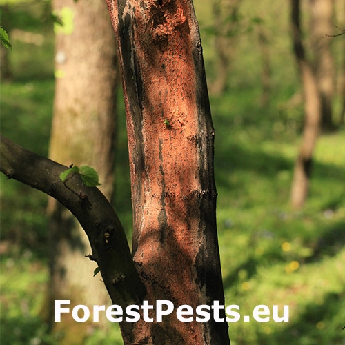 Oranžov&aacute; k&ocirc;ra