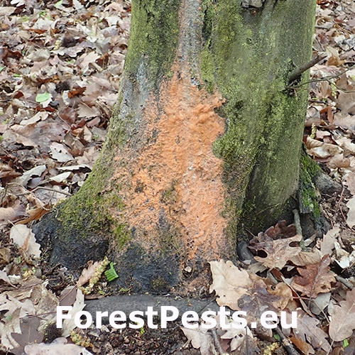 Oranžov&aacute; k&ocirc;ra