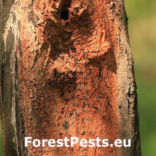 Oranžov&aacute; k&ocirc;ra