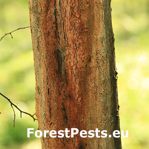 Oranžov&aacute; k&ocirc;ra