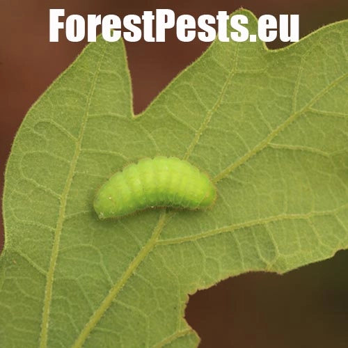 Ostr&ocirc;žk&aacute;r cezm&iacute;nov&yacute;