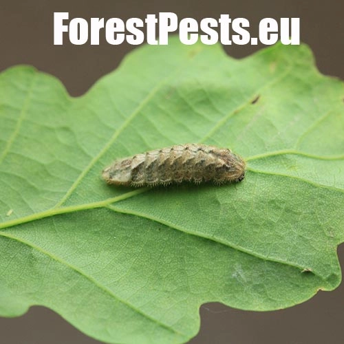 Ostr&ocirc;žk&aacute;r dubov&yacute;