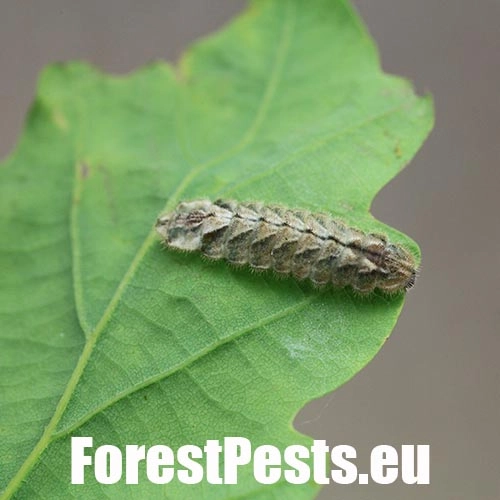 Ostr&ocirc;žk&aacute;r dubov&yacute;