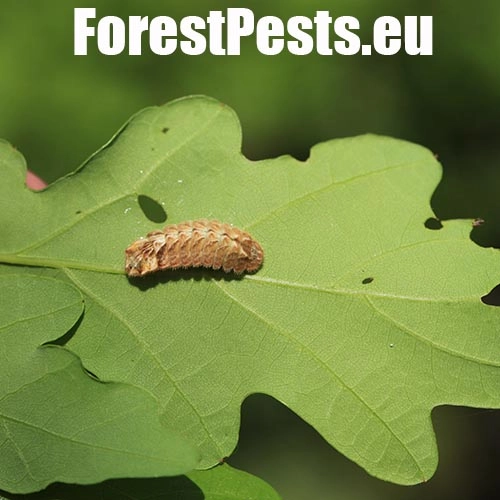 Ostr&ocirc;žk&aacute;r dubov&yacute;