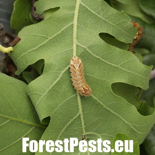 Ostr&ocirc;žk&aacute;r dubov&yacute;