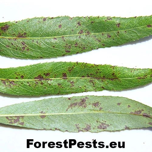 Pačia&scaron;ka vŕbov&aacute;