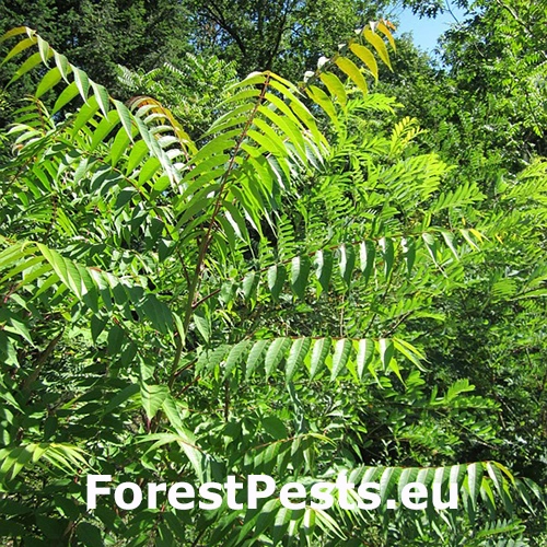 Pajaseň žliazkat&yacute;