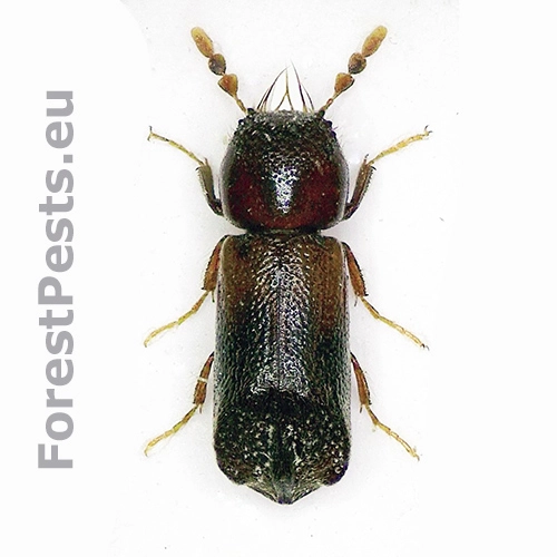 Pak&ocirc;rnik Scobicia chevrieri