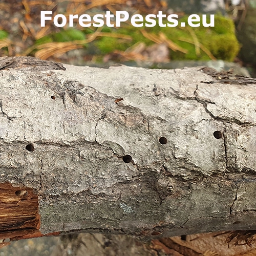 Pak&ocirc;rnik Sinoxylon perforans