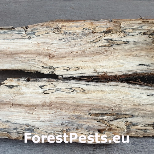 Pak&ocirc;rnik Sinoxylon perforans