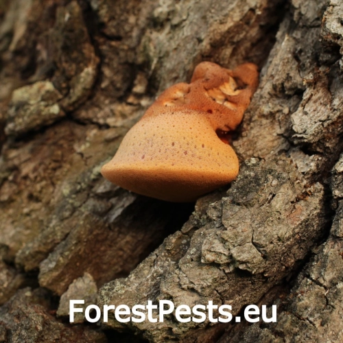 Pečeňovec dubov&yacute;