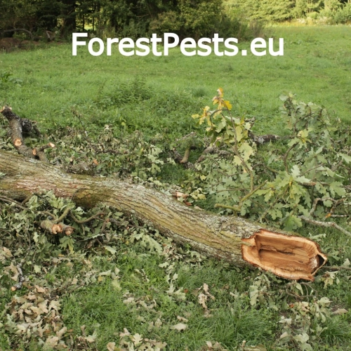 Pečeňovec dubov&yacute;