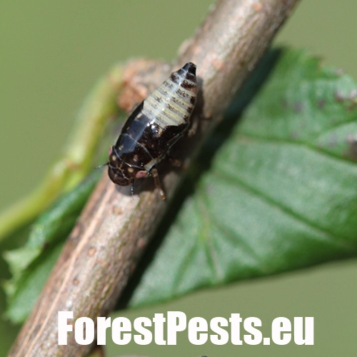 Peniarka jel&scaron;ov&aacute;