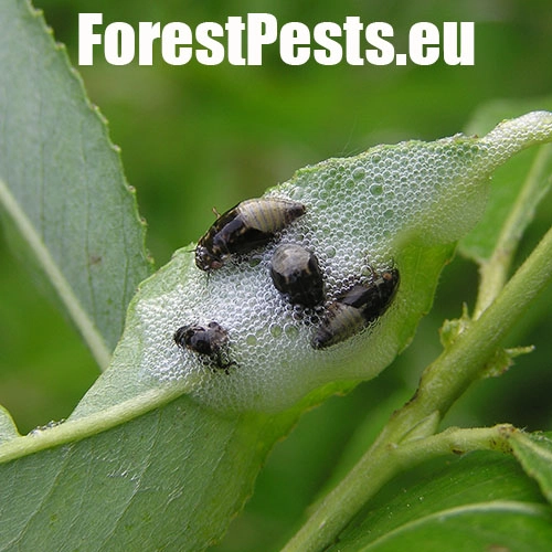 Peniarka vŕbov&aacute;