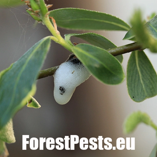 Peniarka vŕbov&aacute;