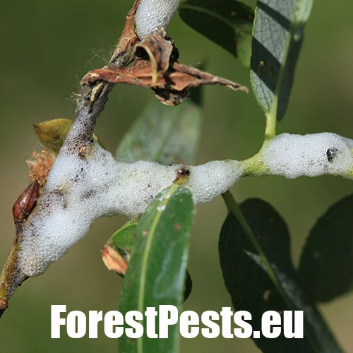 Peniarka vŕbov&aacute;