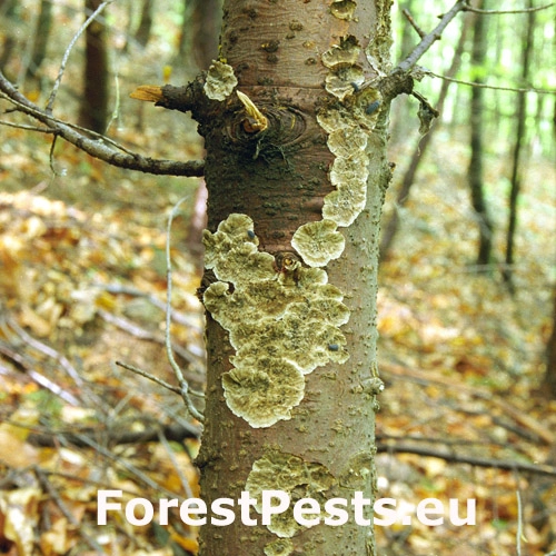 Pevn&iacute;k červenej&uacute;ci