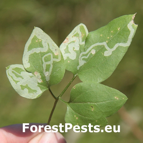 Phytomyza kaltenbachi