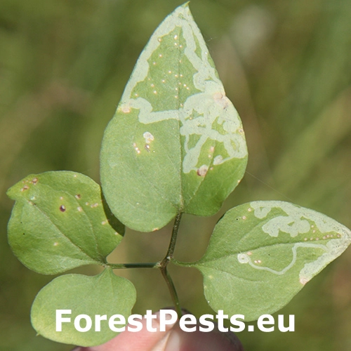 Phytomyza kaltenbachi