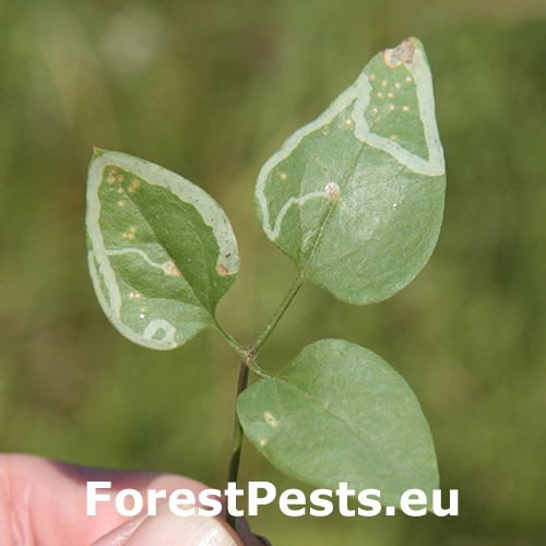 Phytomyza kaltenbachi