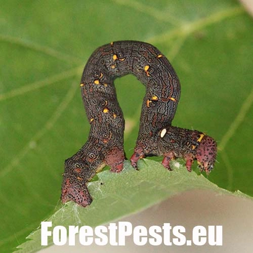 Piadivka chlpat&aacute; 